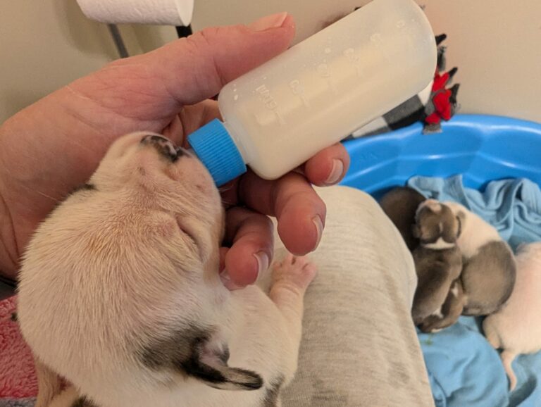 Volunteer bottle-feeding one of the puppies with care