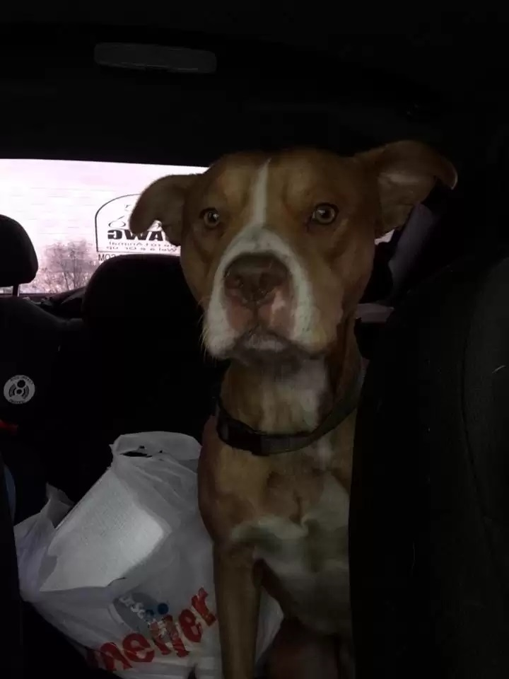 Dog on the way to the shelter