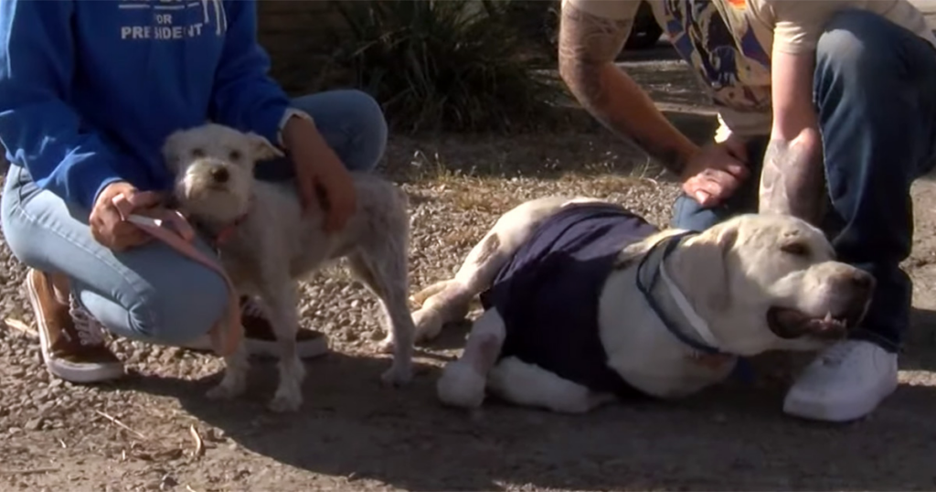 Image of the uncle being helped - Labrador