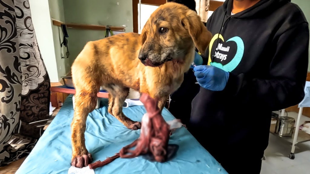 Homeless Pup Overcomes Fractured Leg from Road Accident